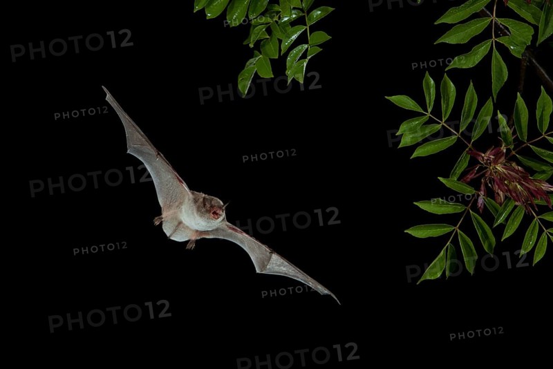 Long-fingered Bat (Myotis capaccinii) in flight