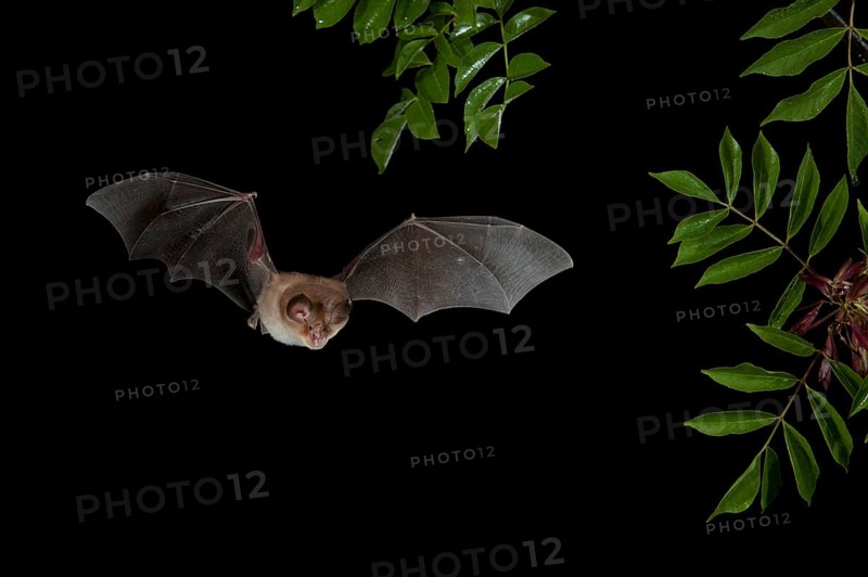 Mediterranean Horseshoe Bat (Rhinolophus Euryale) in flight