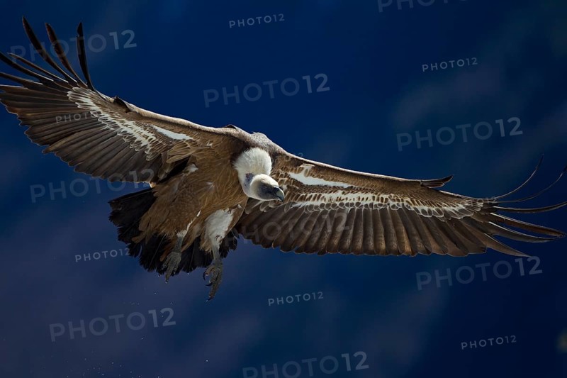 Griffon Vulture (Gyps fulvus)