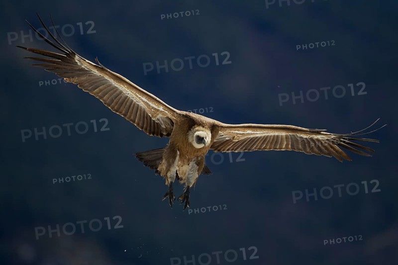 Griffon Vulture (Gyps fulvus)