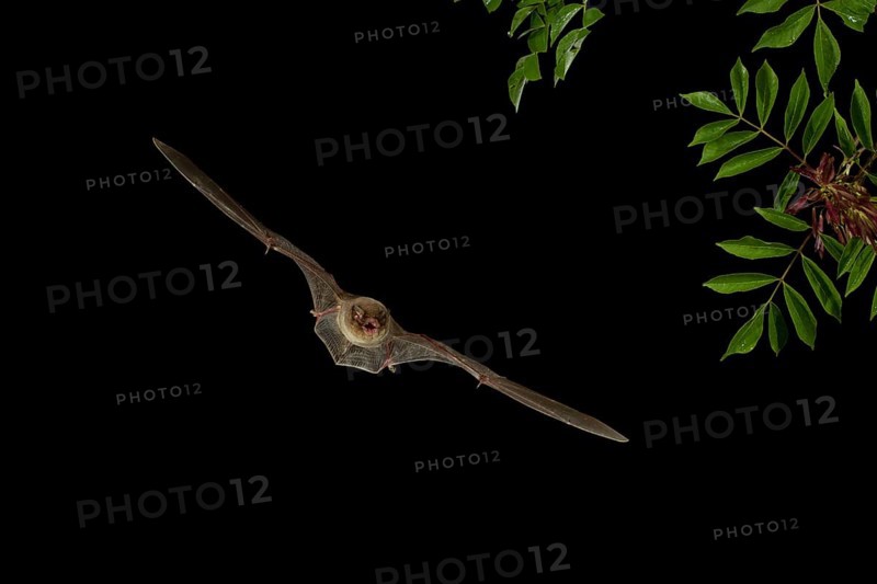 Common Bent-wing Bat or Schreibers' Long-fingered Bat (Miniopterus schreibersii) in flight