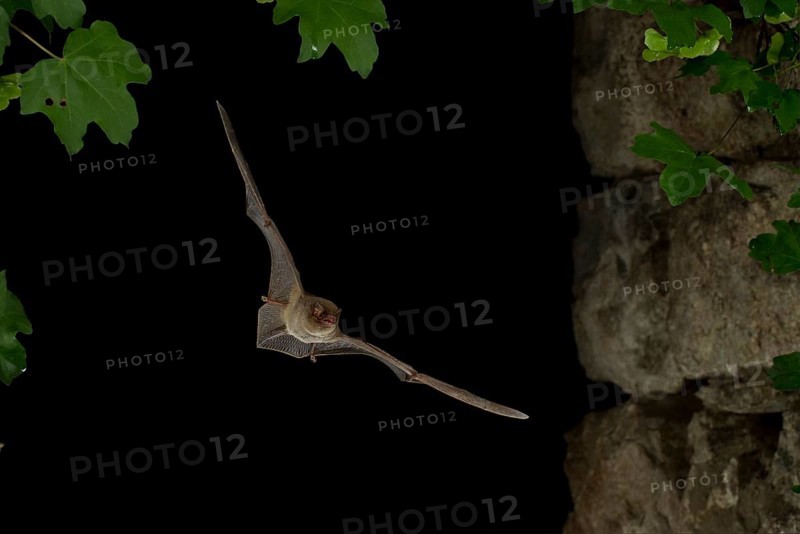 Common Bent-wing Bat or Schreibers' Long-fingered Bat (Miniopterus schreibersii) in flight