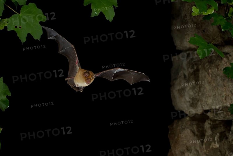Greater Horseshoe Bat (Rhinolophus ferrumequinum) in flight
