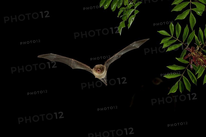 Common Bent-wing Bat or Schreibers' Long-fingered Bat (Miniopterus schreibersii) in flight