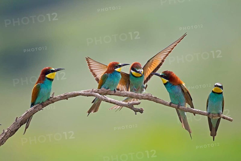 Bee-eaters (Merops apiaster)