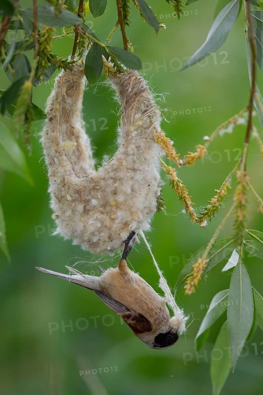 Eurasian Penduline Tit or European Penduline Tit (Remiz pendulinus)