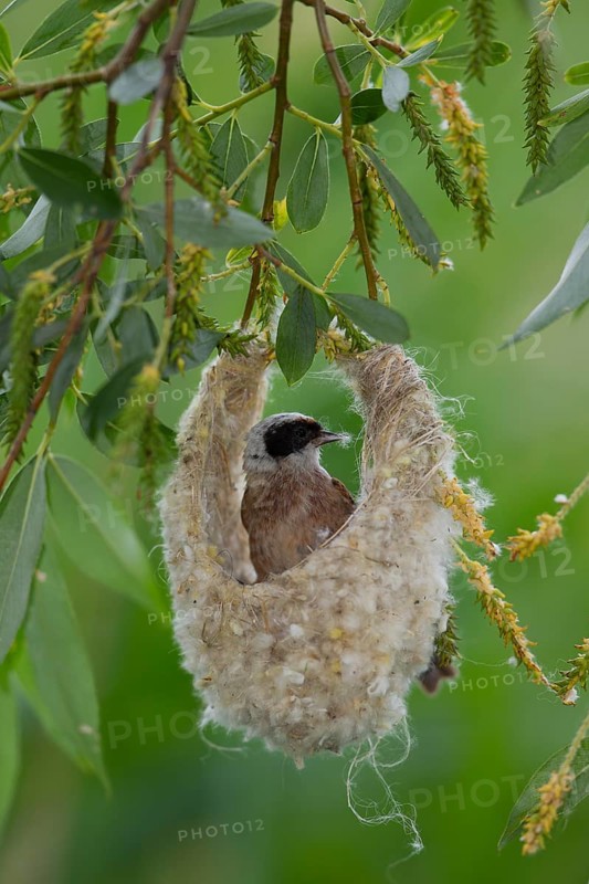Eurasian Penduline Tit or European Penduline Tit (Remiz pendulinus)