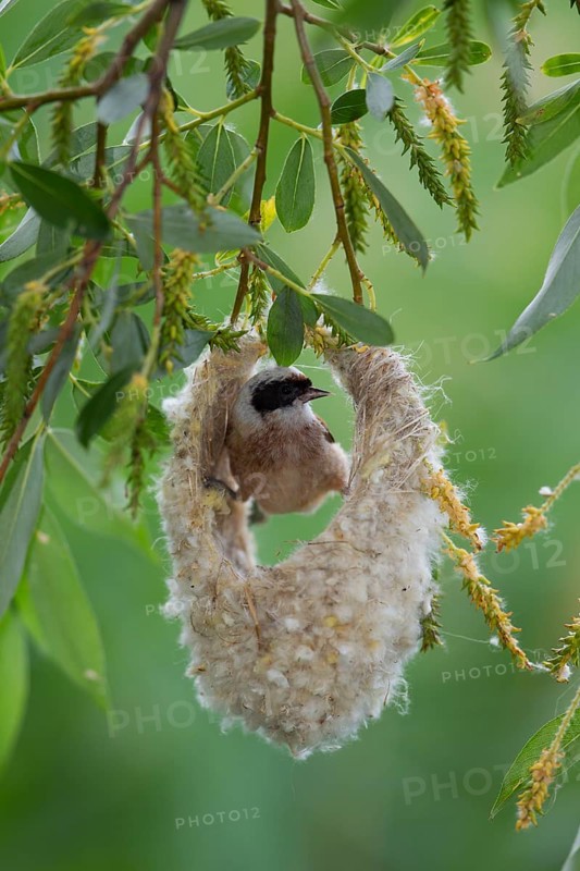 Eurasian Penduline Tit or European Penduline Tit (Remiz pendulinus)