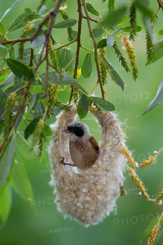 Eurasian Penduline Tit or European Penduline Tit (Remiz pendulinus)