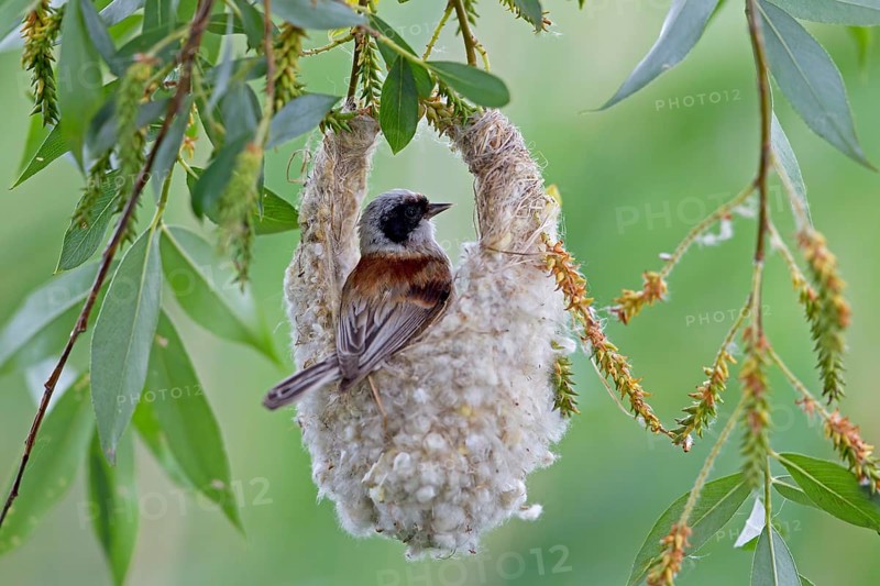 Eurasian Penduline Tit or European Penduline Tit (Remiz pendulinus)