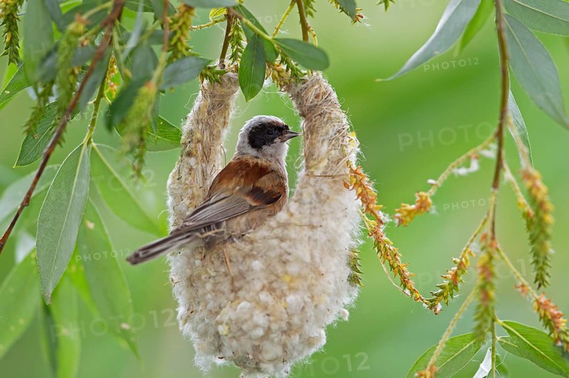 Eurasian Penduline Tit or European Penduline Tit (Remiz pendulinus)