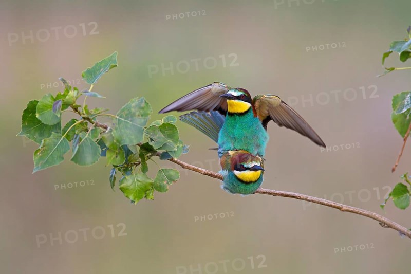 Bee-eaters (Merops apiaster)