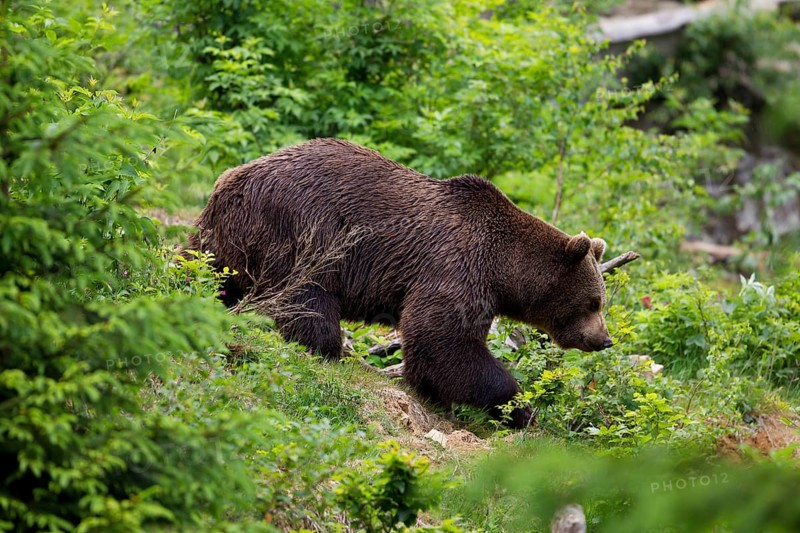 Brown Bear (Ursus arctos)