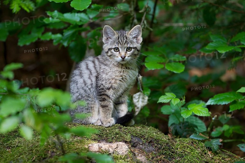 Wildcat (Felis silvestris)