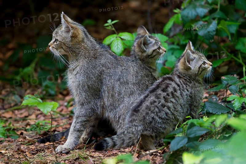Wildcat (Felis silvestris) with kittens