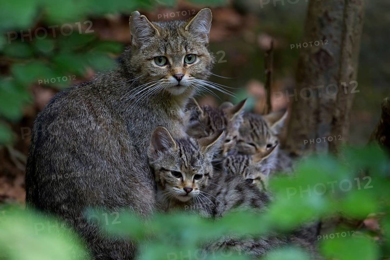 Wildcat (Felis silvestris) with kittens