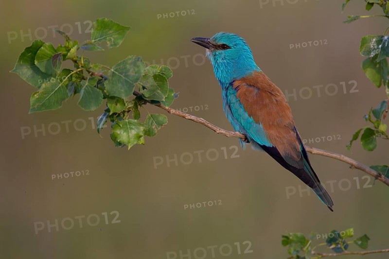 European Roller (Coracias garrulus)