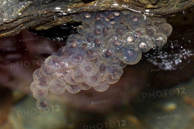 Spawn from a Pyrenean Frog (Rana pyrenaica) under a stone in water