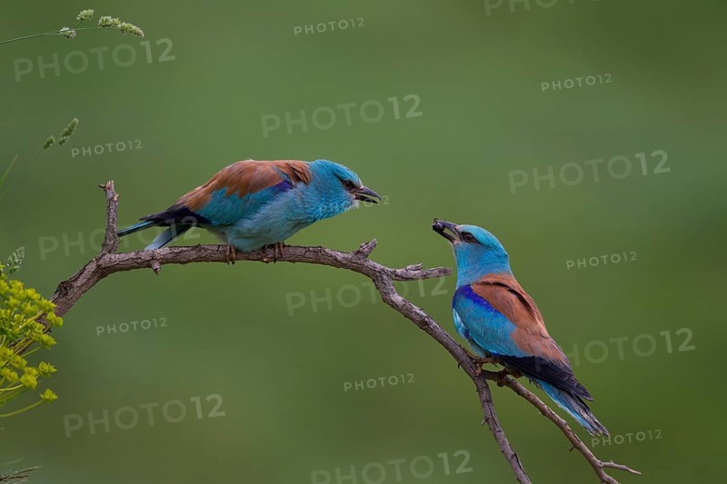 European Roller (Coracias garrulus)