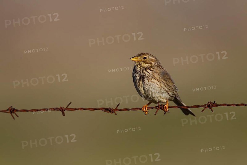 Corn Bunting (Emberiza calandra)