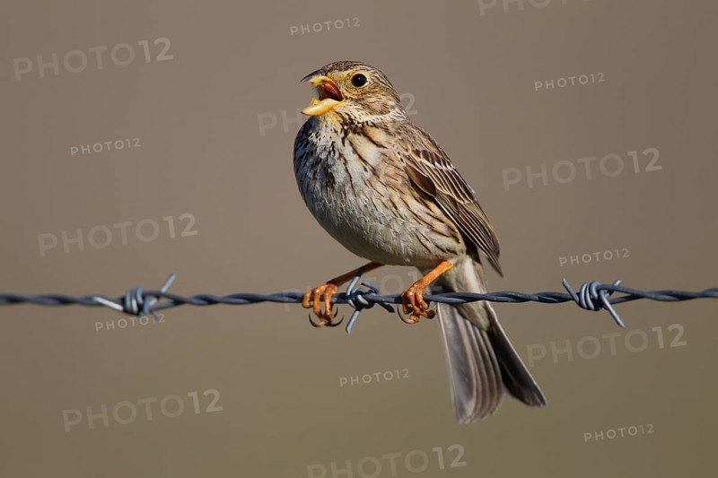 Corn Bunting (Emberiza calandra)