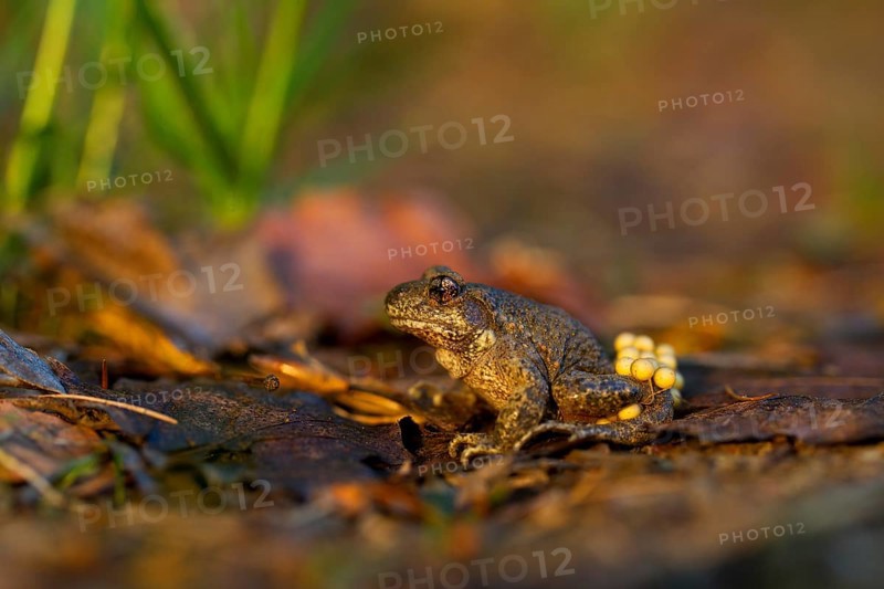 Common Midwife Toad (Alytes obstetricans)
