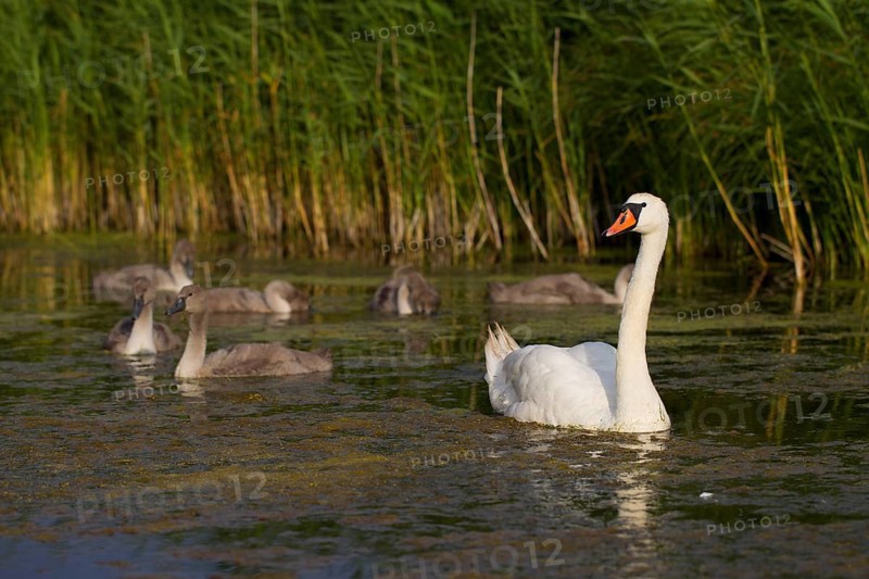 Mute Swans (Cygnus olor)