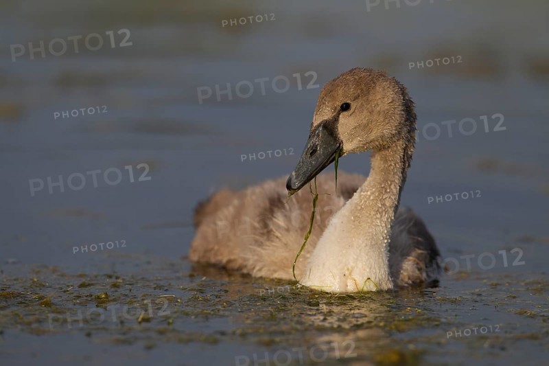 Mute Swan (Cygnus olor)
