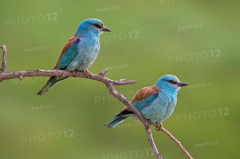 European Roller (Coracias garrulus)