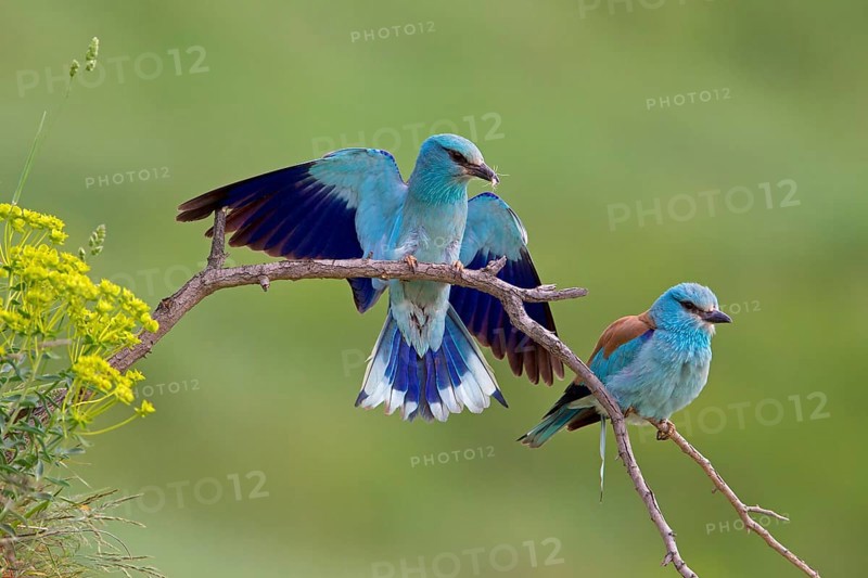 European Roller (Coracias garrulus)