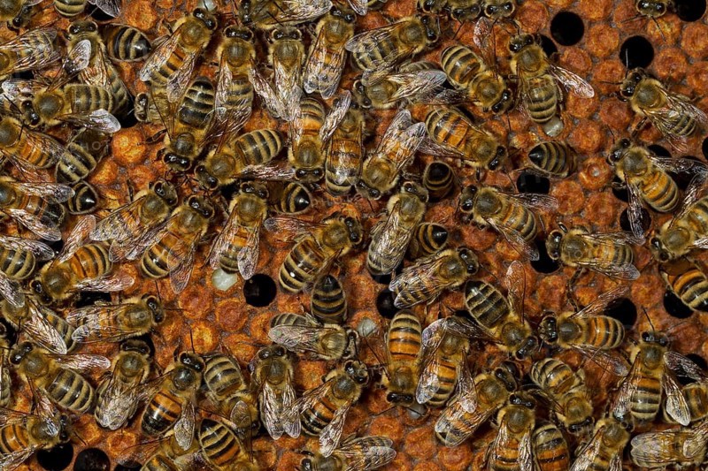 Western Honey Bees (Apis mellifera)