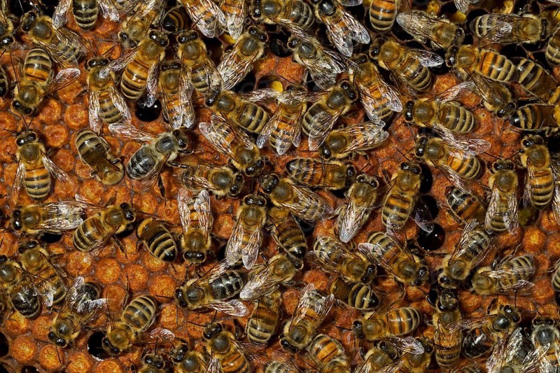 Western Honey Bees (Apis mellifera)