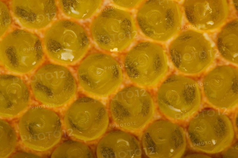 Western Honey Bees (Apis mellifera)