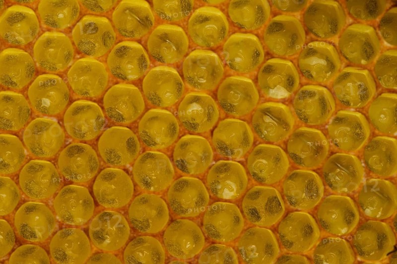 Western Honey Bees (Apis mellifera)