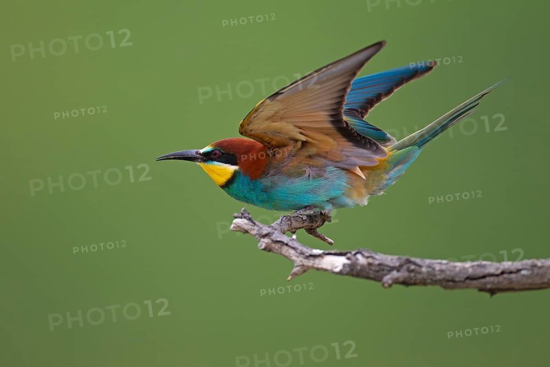 Bee-eater (Merops apiaster) preparing to take off