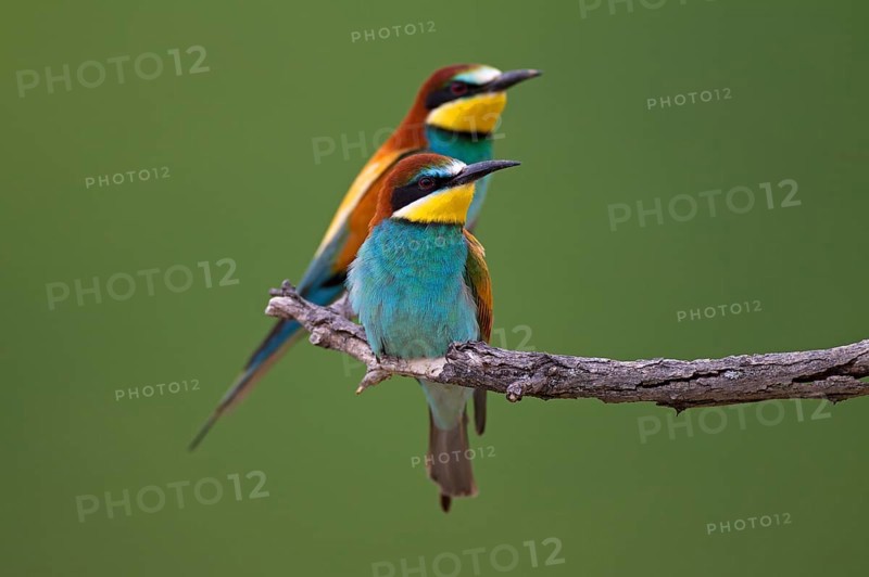 Bee-eaters (Merops apiaster)