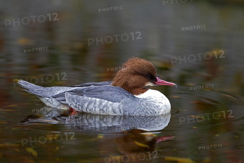 Goosander (Mergus merganser)