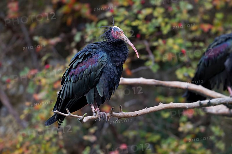 Northern Bald Ibis (Geronticus eremita)