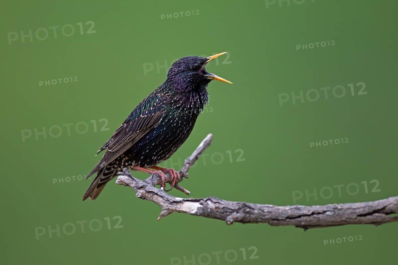 Starling (Sturnus vulgaris)