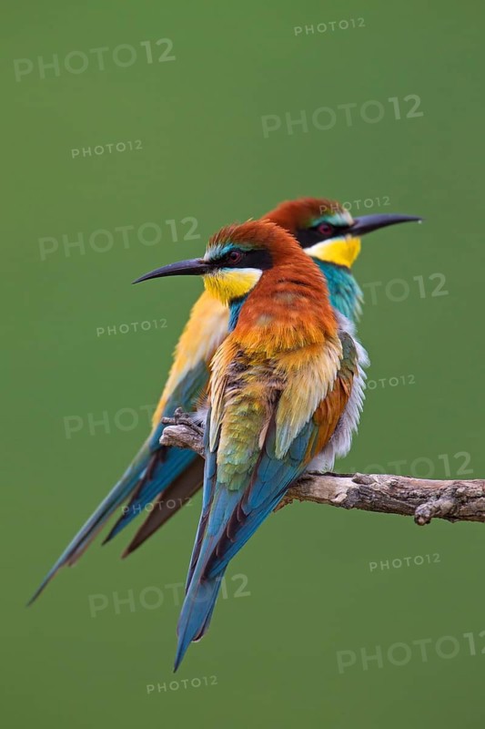 Bee-eaters (Merops apiaster)