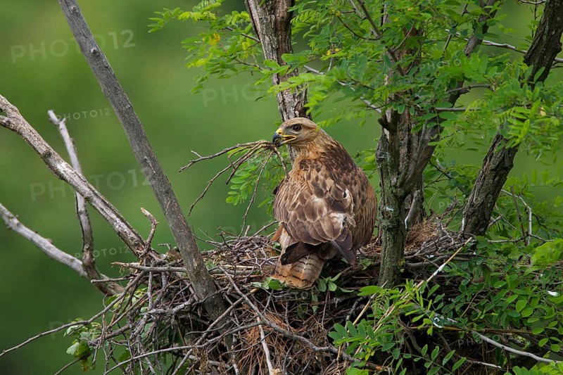 Long-legged Buzzard (Buteo Rufinus)