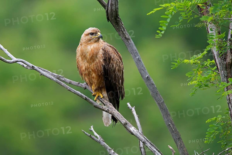 Long-legged Buzzard (Buteo Rufinus)