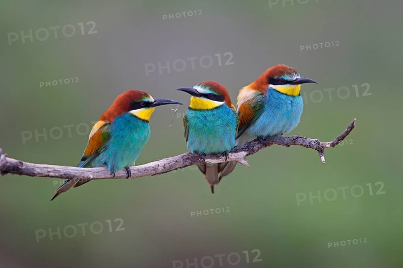 Bee-eaters (Merops apiaster)