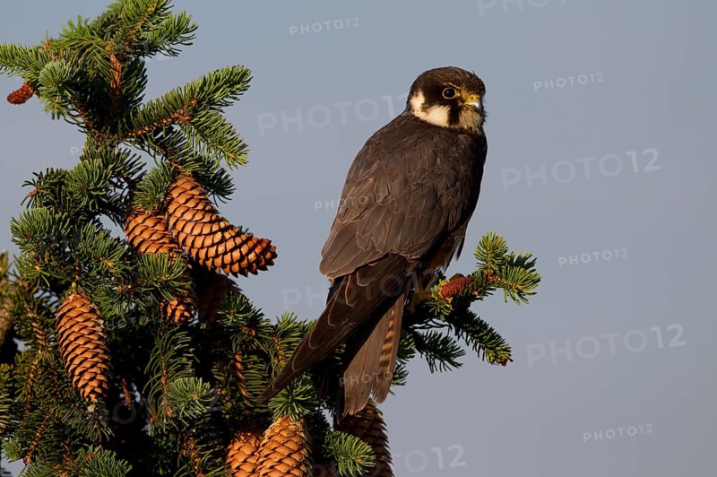 Eurasian Hobby (Falco subbuteo)