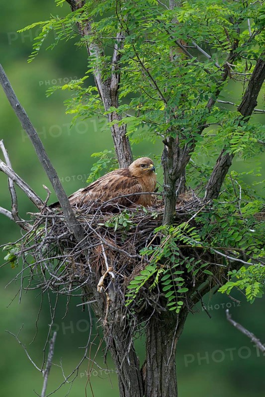 Long-legged Buzzard (Buteo Rufinus)
