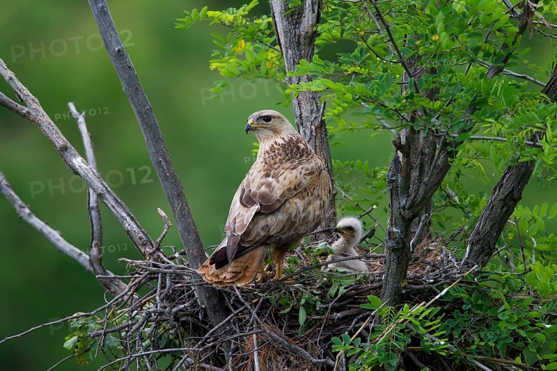 Long-legged Buzzard (Buteo Rufinus)