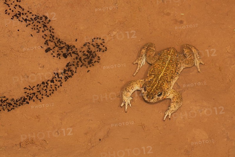 Natterjack Toad (Bufo calamita) and newly hatched larvae on a shallow temporary sheet of water