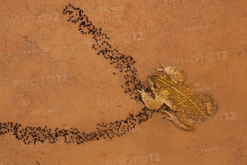 Natterjack Toad (Bufo calamita) and newly hatched larvae on a shallow temporary sheet of water