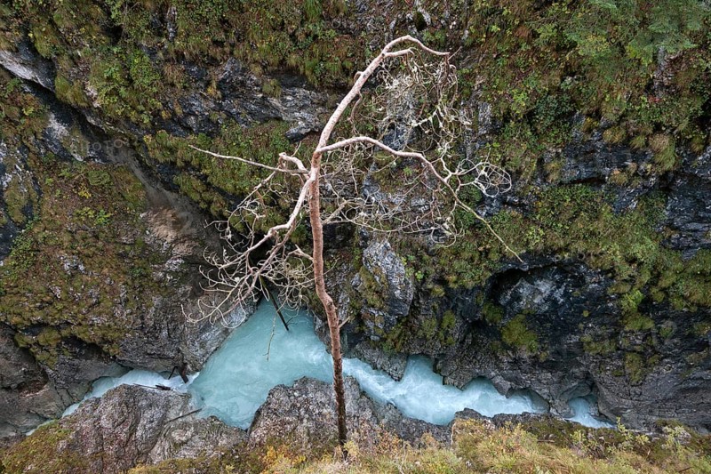 Tree growing on a precipice