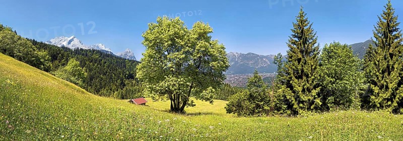 Green meadow and trees on Eckbauer Mountain